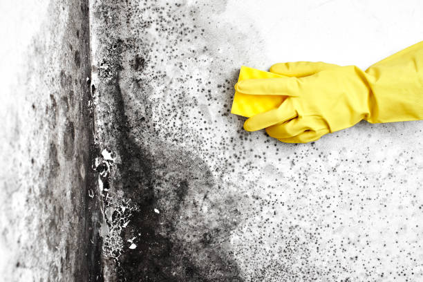 Professional Mold Removal in Omaha, NE