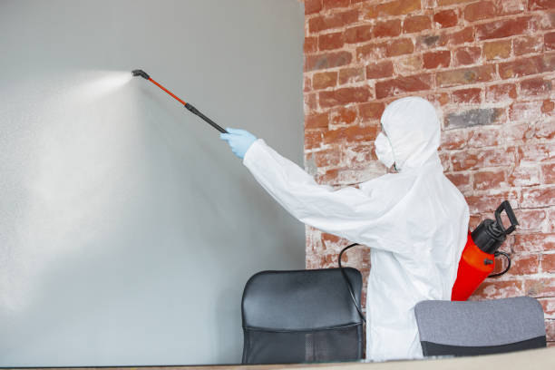 Best Attic Mold Removal  in Omaha, NE