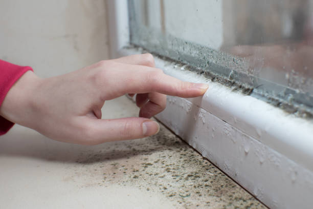 Best Asbestos and Lead Testing During Mold Inspection  in Omaha, NE
