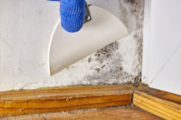 Best Basement Mold Removal  in Omaha, NE
